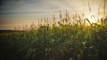 Real-Time Water-Quality Insights for Agri-Aquaculture