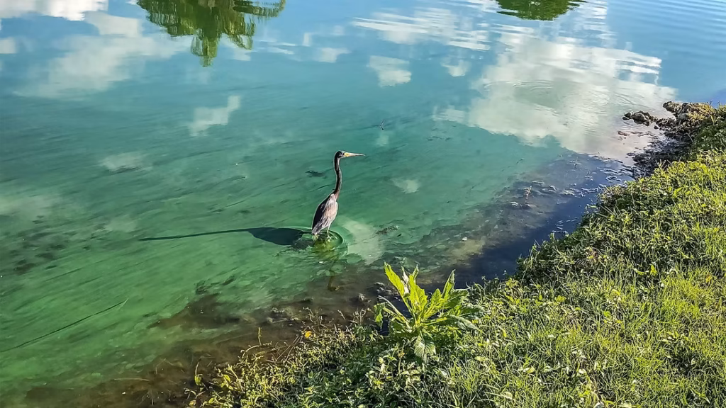 New Patented Fluorometer Technology Improves Detection of Harmful Algal Blooms and Tracer Studies